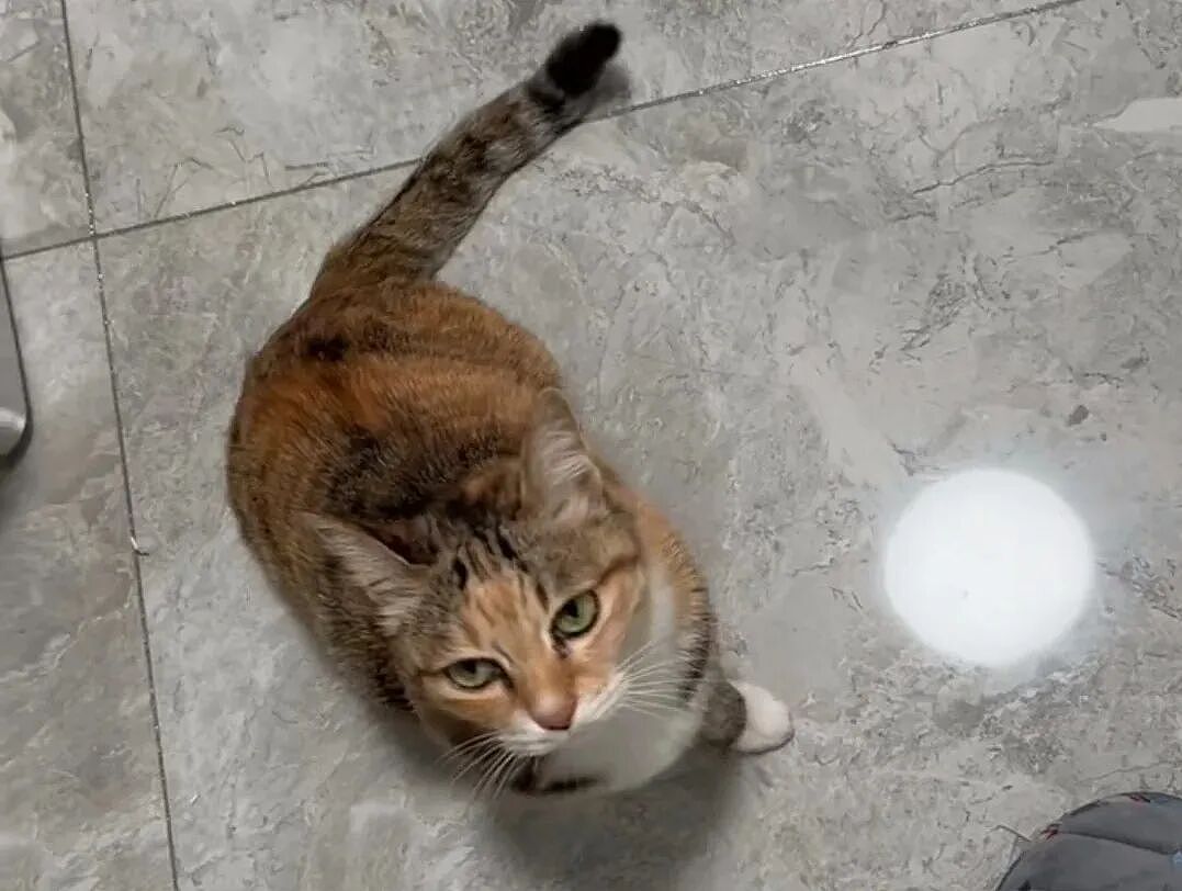 【宠物】妹子把小猫送养给小哥后,多次微信问他情况都没回复,直到一年半后收到这张图...网友:确定是同一只吗?!(组图) - 4