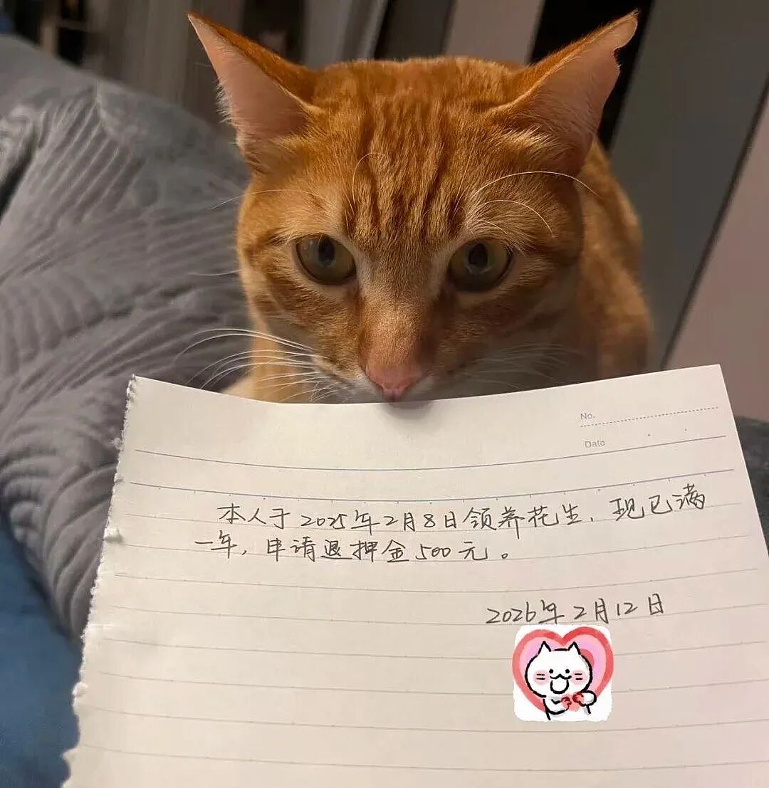 【宠物】妹子把小猫送养给小哥后,多次微信问他情况都没回复,直到一年半后收到这张图...网友:确定是同一只吗?!(组图) - 12