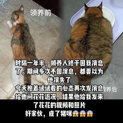【宠物】妹子把小猫送养给小哥后,多次微信问他情况都没回复,直到一年半后收到这张图...网友:确定是同一只吗?!(组图) - 10