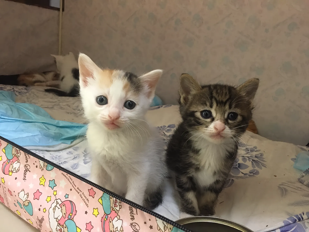 【宠物】妹子把小猫送养给小哥后,多次微信问他情况都没回复,直到一年半后收到这张图...网友:确定是同一只吗?!(组图) - 2