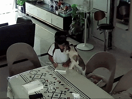 【宠物】小姐姐深夜湖边崩溃大哭,一只流浪猫悄悄爬上椅子,安静陪着她…网友泪目:它自己都没家,却还在担心你 - 4