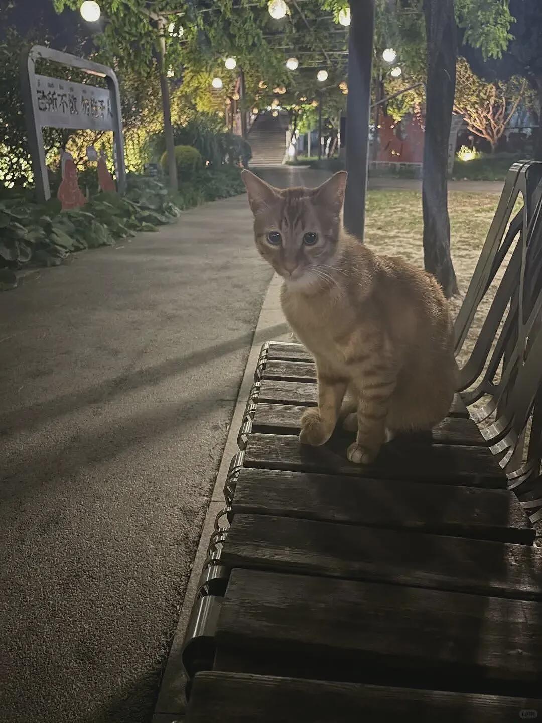 【宠物】小姐姐深夜湖边崩溃大哭,一只流浪猫悄悄爬上椅子,安静陪着她…网友泪目:它自己都没家,却还在担心你 - 7