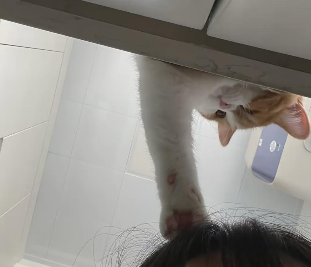 【宠物】小姐姐深夜湖边崩溃大哭,一只流浪猫悄悄爬上椅子,安静陪着她…网友泪目:它自己都没家,却还在担心你 - 19