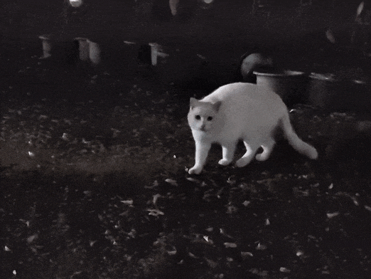 【宠物】小姐姐深夜湖边崩溃大哭,一只流浪猫悄悄爬上椅子,安静陪着她…网友泪目:它自己都没家,却还在担心你 - 12
