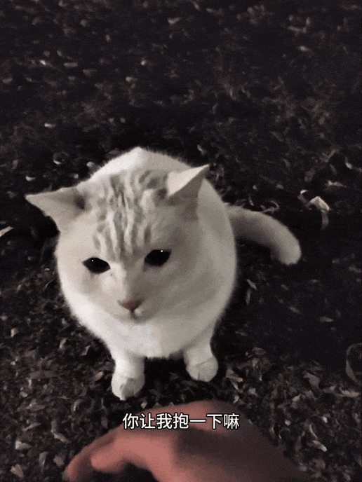 【宠物】小姐姐深夜湖边崩溃大哭,一只流浪猫悄悄爬上椅子,安静陪着她…网友泪目:它自己都没家,却还在担心你 - 14