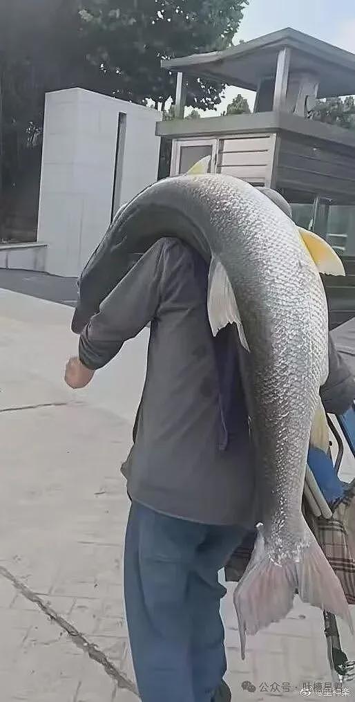 【爆笑】“迪迦和赛罗谁才是最受欢迎的奥特曼…？”哈哈哈奥特曼也有饭圈！ - 82