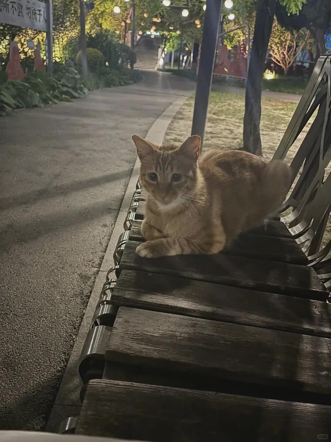 【宠物】小姐姐深夜湖边崩溃大哭,一只流浪猫悄悄爬上椅子,安静陪着她…网友泪目:它自己都没家,却还在担心你 - 8