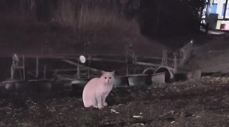 【宠物】小姐姐深夜湖边崩溃大哭,一只流浪猫悄悄爬上椅子,安静陪着她…网友泪目:它自己都没家,却还在担心你 - 10