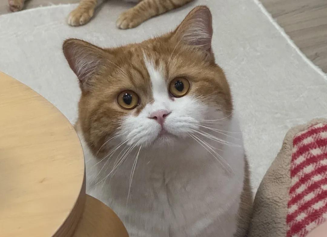【宠物】小姐姐深夜湖边崩溃大哭,一只流浪猫悄悄爬上椅子,安静陪着她…网友泪目:它自己都没家,却还在担心你 - 17