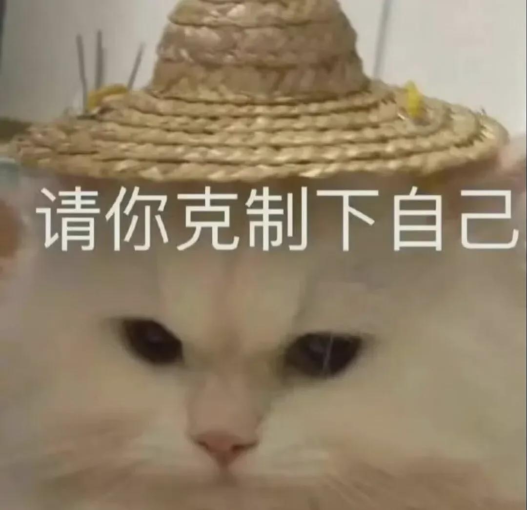 【宠物】小姐姐深夜湖边崩溃大哭,一只流浪猫悄悄爬上椅子,安静陪着她…网友泪目:它自己都没家,却还在担心你 - 16