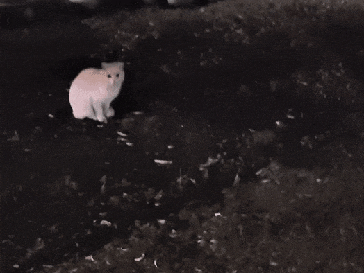 【宠物】小姐姐深夜湖边崩溃大哭,一只流浪猫悄悄爬上椅子,安静陪着她…网友泪目:它自己都没家,却还在担心你 - 11