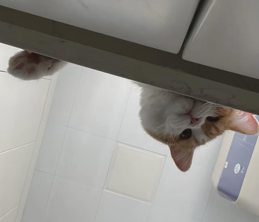 【宠物】小姐姐深夜湖边崩溃大哭,一只流浪猫悄悄爬上椅子,安静陪着她…网友泪目:它自己都没家,却还在担心你 - 18