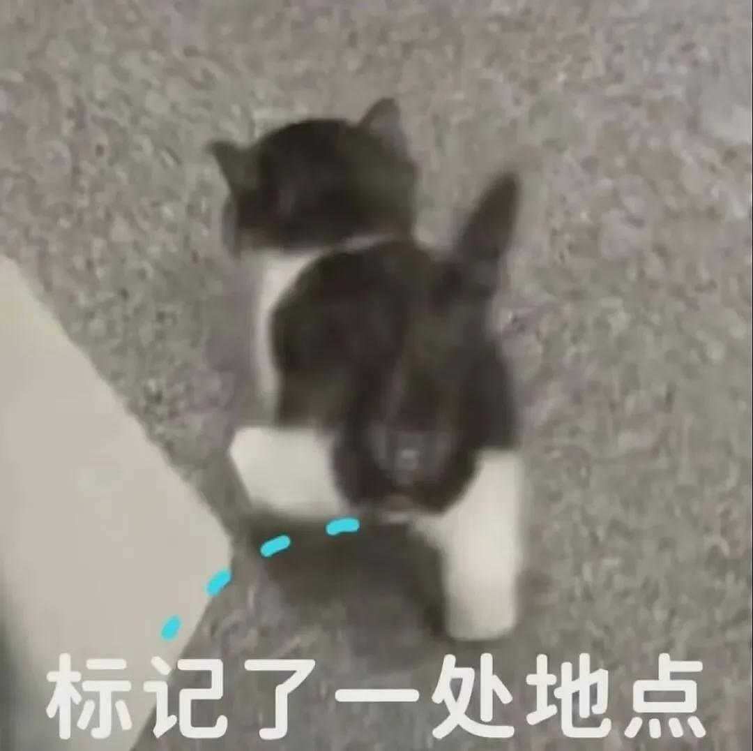 【宠物】小姐姐深夜湖边崩溃大哭,一只流浪猫悄悄爬上椅子,安静陪着她…网友泪目:它自己都没家,却还在担心你 - 20