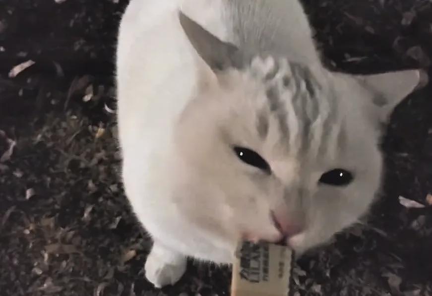 【宠物】小姐姐深夜湖边崩溃大哭,一只流浪猫悄悄爬上椅子,安静陪着她…网友泪目:它自己都没家,却还在担心你 - 13