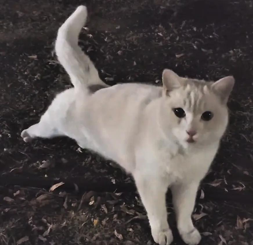 【宠物】小姐姐深夜湖边崩溃大哭,一只流浪猫悄悄爬上椅子,安静陪着她…网友泪目:它自己都没家,却还在担心你 - 15