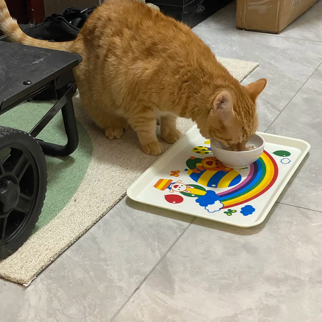 老年痴呆小猫总忘记主人,但每一次记忆重启都…咪:人,你相信一见钟情吗?(组图) - 3