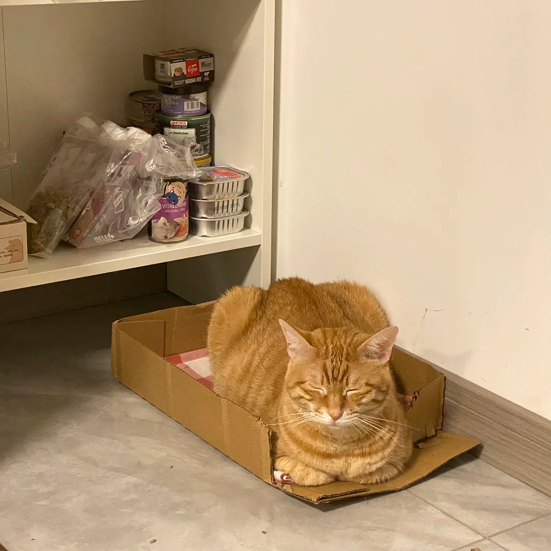老年痴呆小猫总忘记主人,但每一次记忆重启都…咪:人,你相信一见钟情吗?(组图) - 10