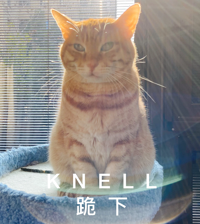 老年痴呆小猫总忘记主人,但每一次记忆重启都…咪:人,你相信一见钟情吗?(组图) - 7