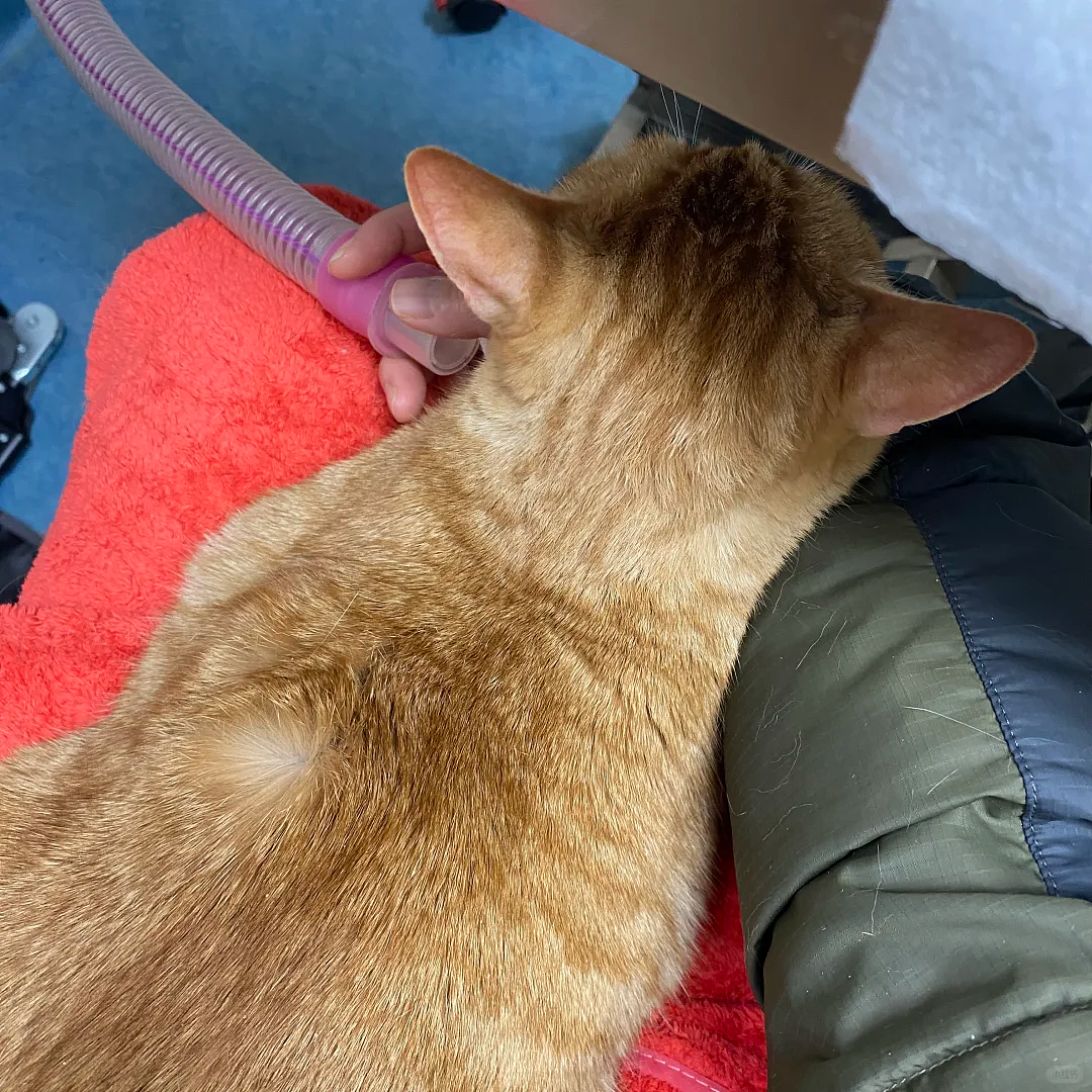 老年痴呆小猫总忘记主人,但每一次记忆重启都…咪:人,你相信一见钟情吗?(组图) - 5
