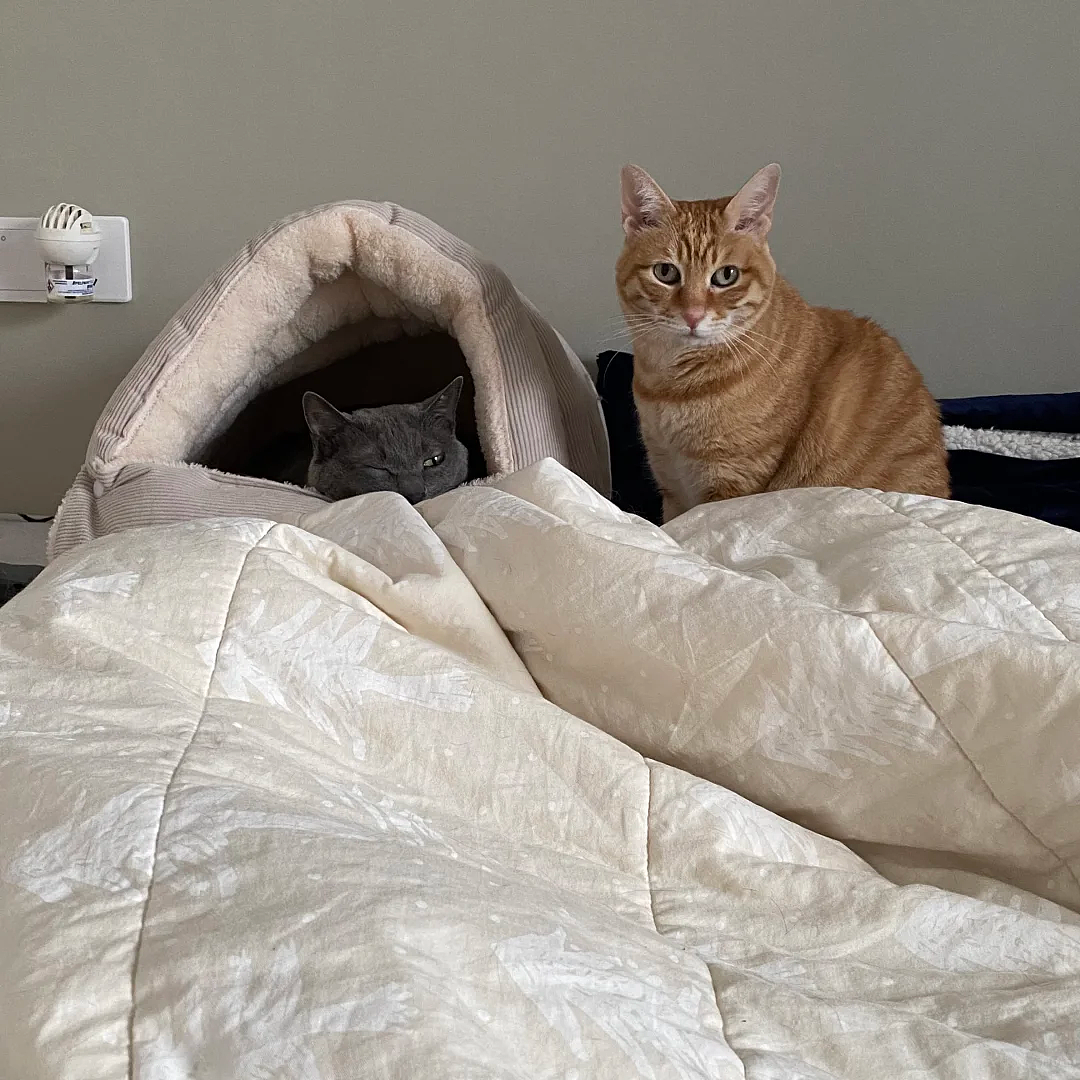老年痴呆小猫总忘记主人,但每一次记忆重启都…咪:人,你相信一见钟情吗?(组图) - 4