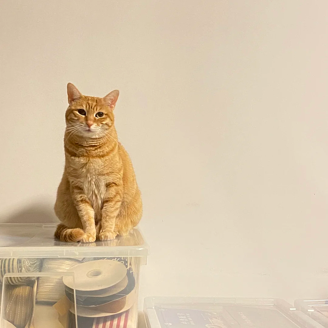 老年痴呆小猫总忘记主人,但每一次记忆重启都…咪:人,你相信一见钟情吗?(组图) - 9