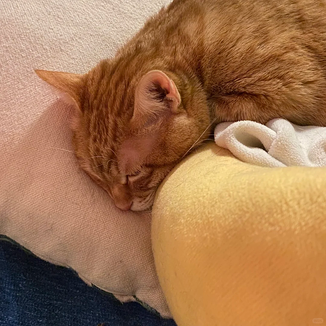老年痴呆小猫总忘记主人,但每一次记忆重启都…咪:人,你相信一见钟情吗?(组图) - 6