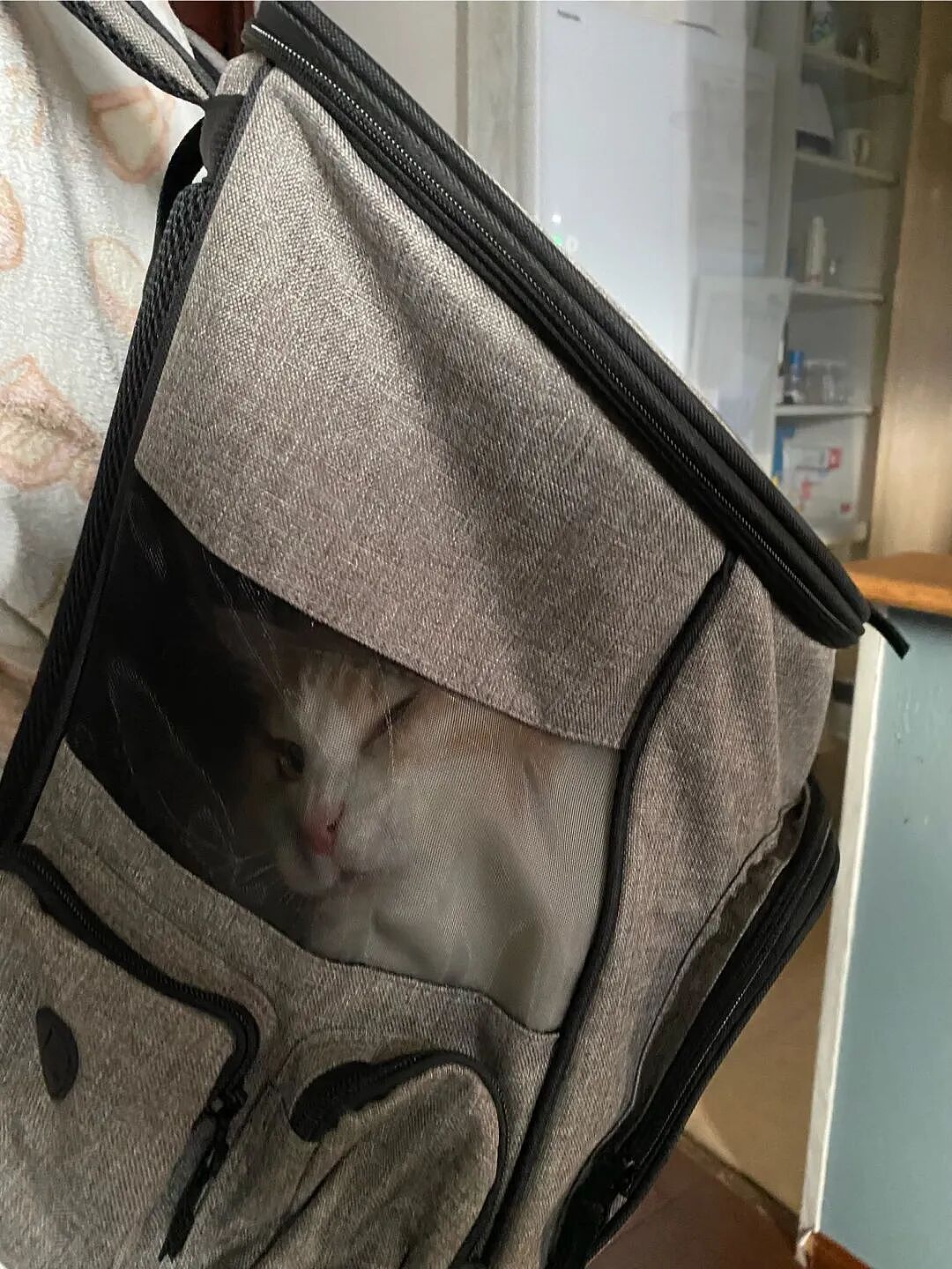 给猫买了一个猫包，说是承重8kg，结果…你在逗我？（组图） - 2