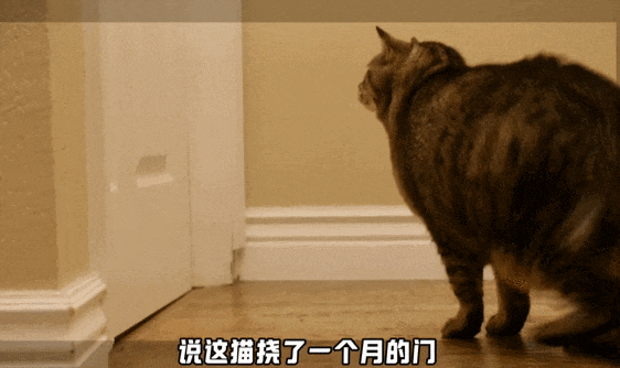 【宠物】主人给21斤大胖猫减肥,4个月后主人瘦了20斤!猫却没变化....医生都懵了:到底谁在减肥? - 13