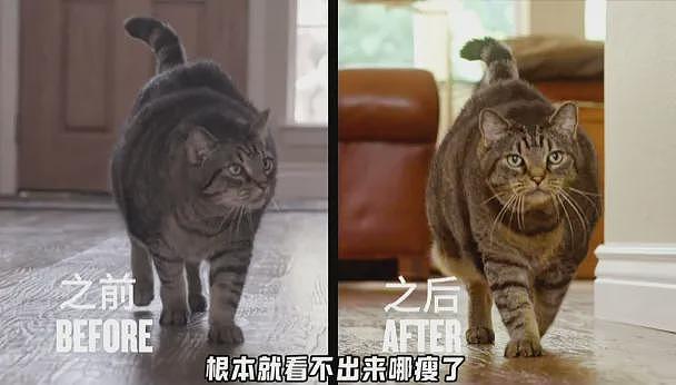 【宠物】主人给21斤大胖猫减肥,4个月后主人瘦了20斤!猫却没变化....医生都懵了:到底谁在减肥? - 19