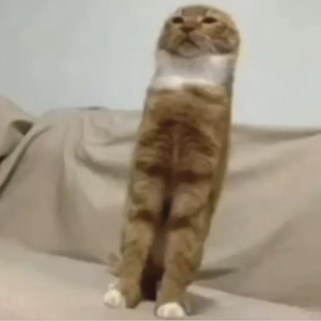 【宠物】主人给21斤大胖猫减肥,4个月后主人瘦了20斤!猫却没变化....医生都懵了:到底谁在减肥? - 9