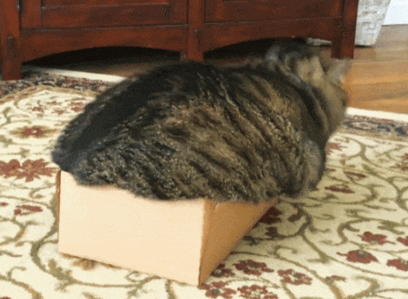 【宠物】主人给21斤大胖猫减肥,4个月后主人瘦了20斤!猫却没变化....医生都懵了:到底谁在减肥? - 5