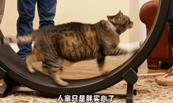 【宠物】主人给21斤大胖猫减肥,4个月后主人瘦了20斤!猫却没变化....医生都懵了:到底谁在减肥? - 20