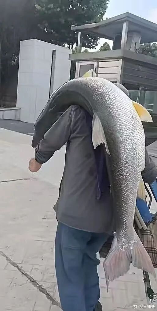【爆笑】“迪迦和赛罗谁才是最受欢迎的奥特曼…？”哈哈哈奥特曼也有饭圈！（组图） - 81