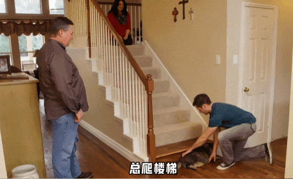 【宠物】主人给21斤大胖猫减肥,4个月后主人瘦了20斤!猫却没变化....医生都懵了:到底谁在减肥? - 7