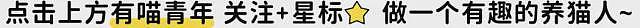 【宠物】主人给21斤大胖猫减肥,4个月后主人瘦了20斤!猫却没变化....医生都懵了:到底谁在减肥? - 1