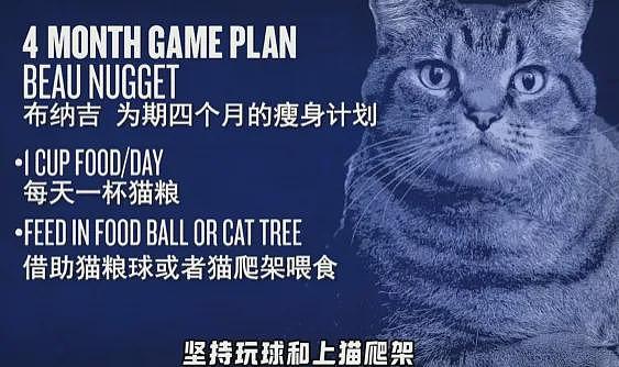 【宠物】主人给21斤大胖猫减肥,4个月后主人瘦了20斤!猫却没变化....医生都懵了:到底谁在减肥? - 10