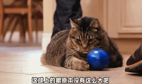 【宠物】主人给21斤大胖猫减肥,4个月后主人瘦了20斤!猫却没变化....医生都懵了:到底谁在减肥? - 14