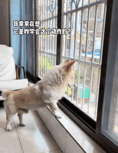 【宠物】主人发现自家狗子一到窗边,就会解锁人里人气的新坐姿,一看就知道是跟谁学的...(组图) - 3