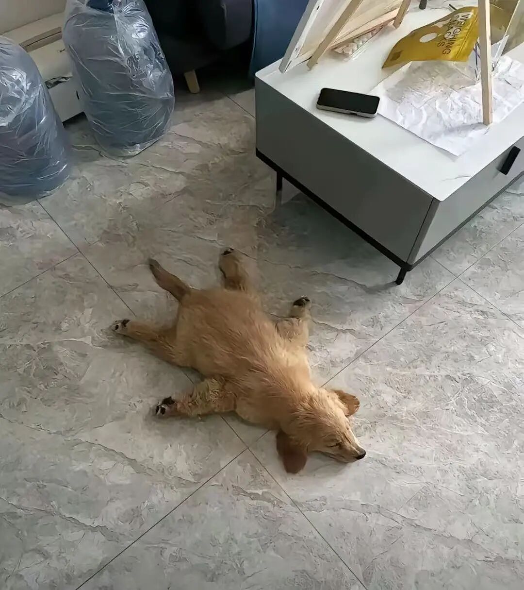 【宠物】主人发现自家狗子一到窗边,就会解锁人里人气的新坐姿,一看就知道是跟谁学的...(组图) - 10