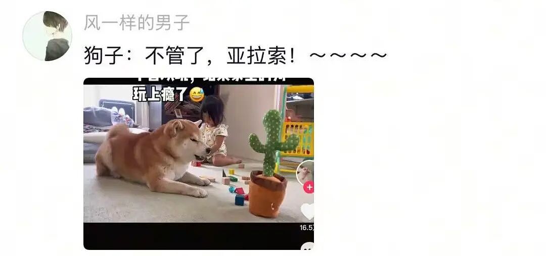 【宠物】主人发现自家狗子一到窗边,就会解锁人里人气的新坐姿,一看就知道是跟谁学的...(组图) - 2