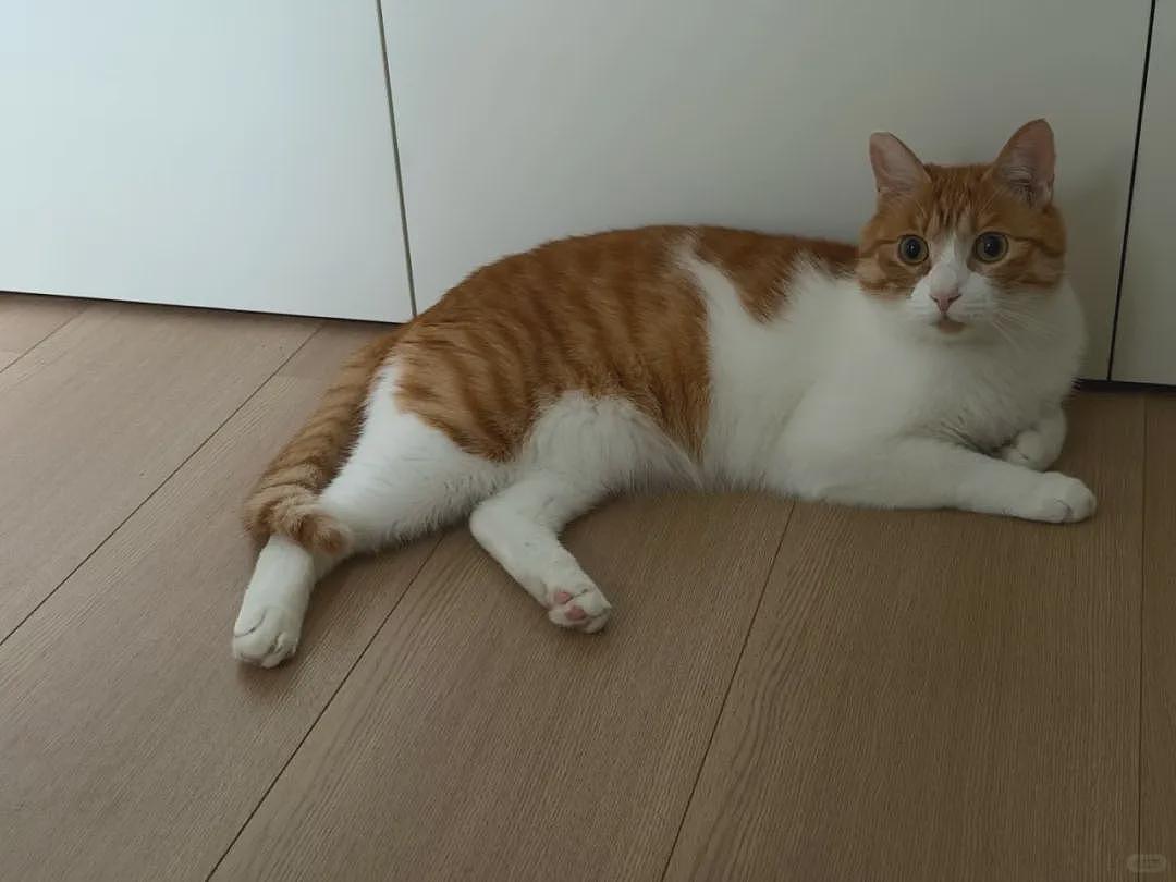 【宠物】小姐姐养了3年被前租友遗弃的猫,对方现在想拿回去,看完赎猫巨款沉默了...网友狂赞:干得漂亮! - 8