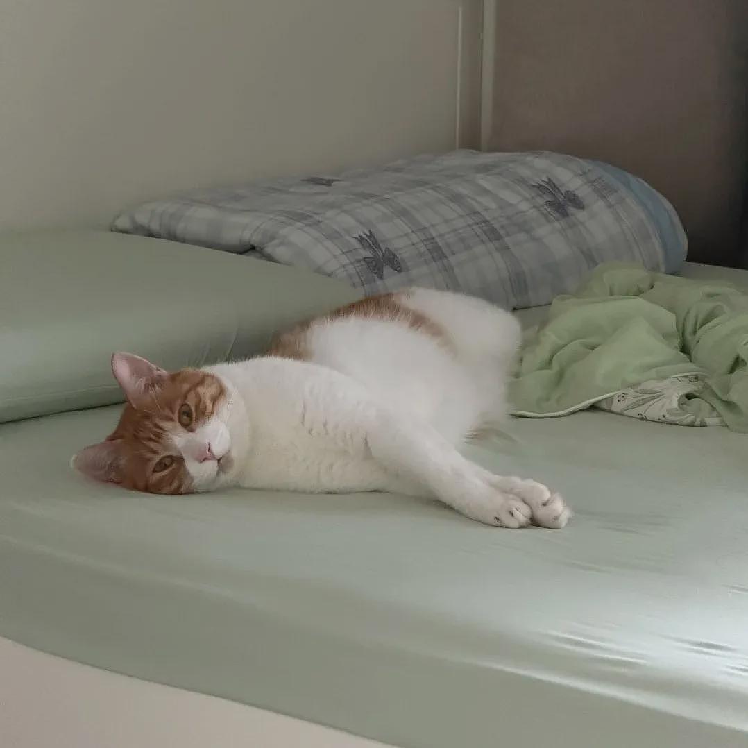 【宠物】小姐姐养了3年被前租友遗弃的猫,对方现在想拿回去,看完赎猫巨款沉默了...网友狂赞:干得漂亮! - 7