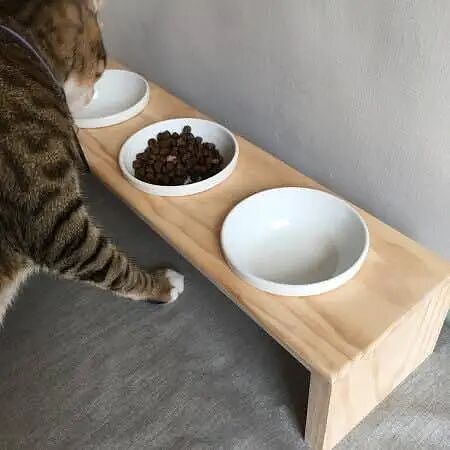 【宠物】网友第一次去这家餐馆，上菜后总觉得很眼熟，回家看到猫吃饭这一幕笑晕：老板把客人当猫喂了吗？（组图） - 20