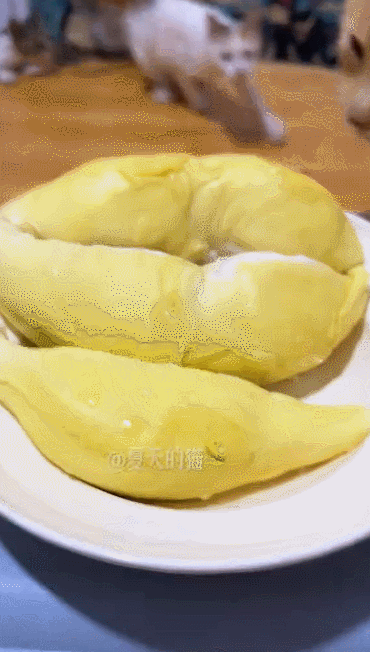 【宠物】网友第一次去这家餐馆，上菜后总觉得很眼熟，回家看到猫吃饭这一幕笑晕：老板把客人当猫喂了吗？（组图） - 2