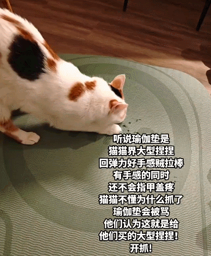 【宠物】瑜伽垫坏了，小姐姐怀疑是蟑螂咬的，眼尖网友一看图笑了：不是蟑螂，是令郎！ - 8