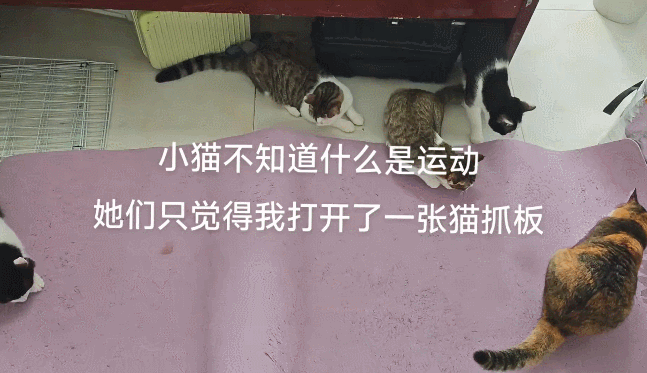 【宠物】瑜伽垫坏了，小姐姐怀疑是蟑螂咬的，眼尖网友一看图笑了：不是蟑螂，是令郎！ - 7