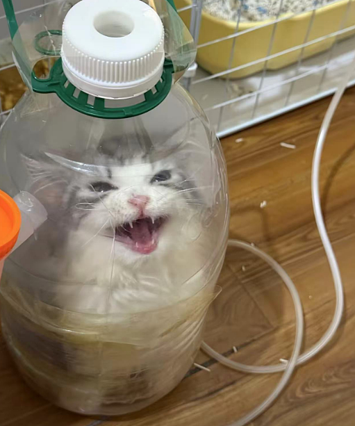 小猫做雾化不老实，便被主人强制执行，于是…在雾气里发现了少量的猫咪！（组图） - 13