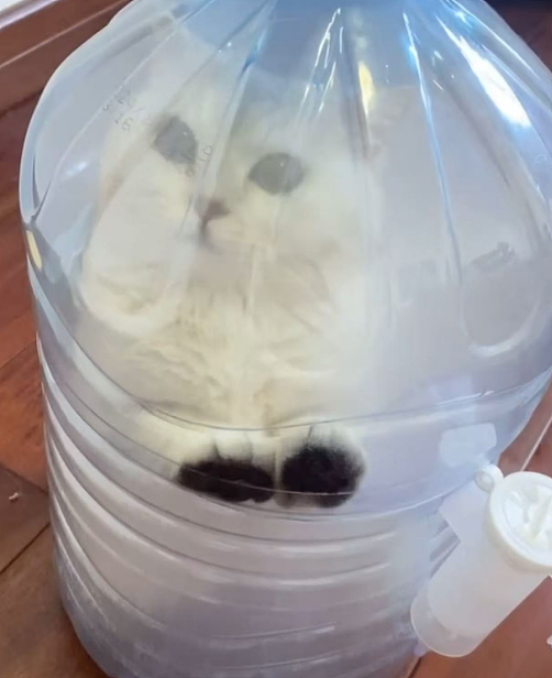 小猫做雾化不老实，便被主人强制执行，于是…在雾气里发现了少量的猫咪！（组图） - 11