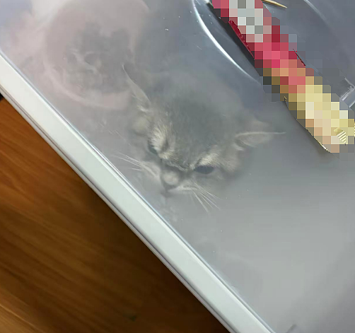 小猫做雾化不老实，便被主人强制执行，于是…在雾气里发现了少量的猫咪！（组图） - 14