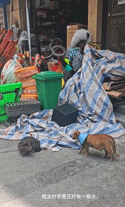 小猫做雾化不老实，便被主人强制执行，于是…在雾气里发现了少量的猫咪！（组图） - 20